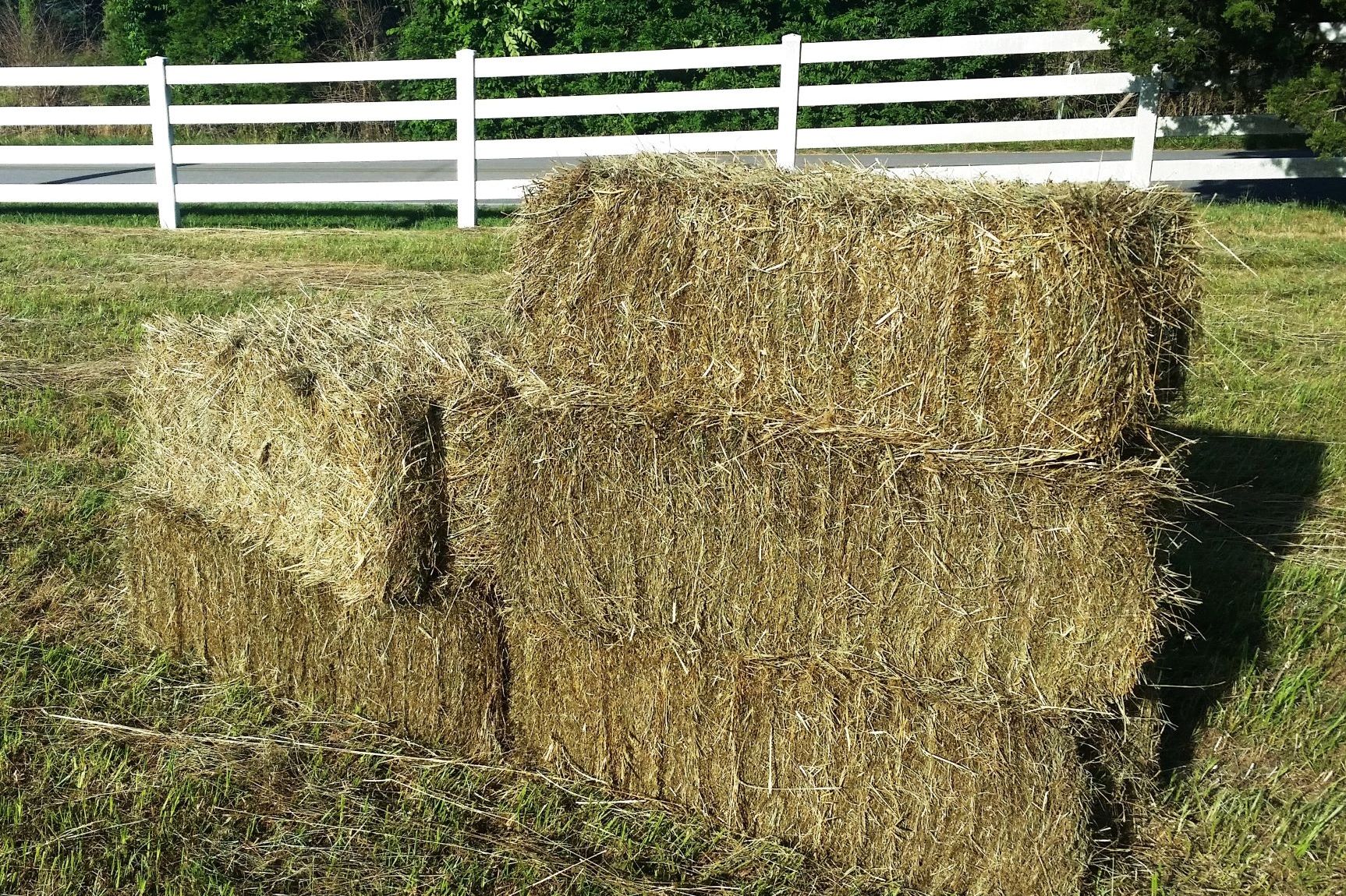 Beulah Brindlee Haymakers Square Bale Hay, Premium Horse Quality